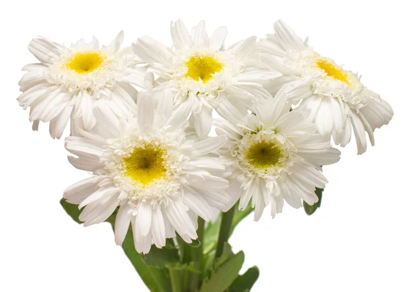 Boeket witte madeliefje bloem geïsoleerd op witte achtergrond. Vlak bij — Stockfoto