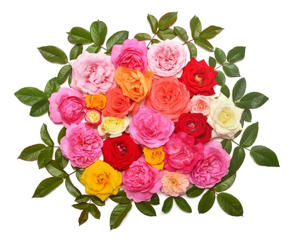 Collectie rozen bloemen veelkleurig met blad arrangement isol — Stockfoto