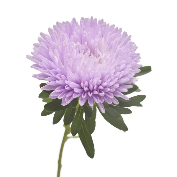 Violet flower aster isolated on white background. Macro, daisy. — Stock Photo, Image