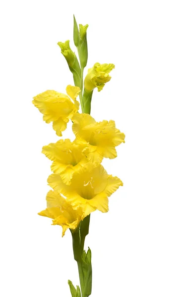Beyaz arka plan üzerinde izole bir Glayöl sarı çiçek şube — Stok fotoğraf