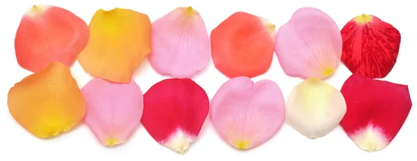 Pétalos de rosa multicolores aislados sobre un fondo blanco. Recoger — Foto de Stock