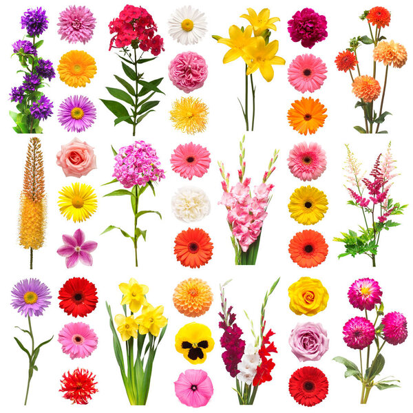 Collection beautiful flowers lily, gerbera, eremurus, carnation,