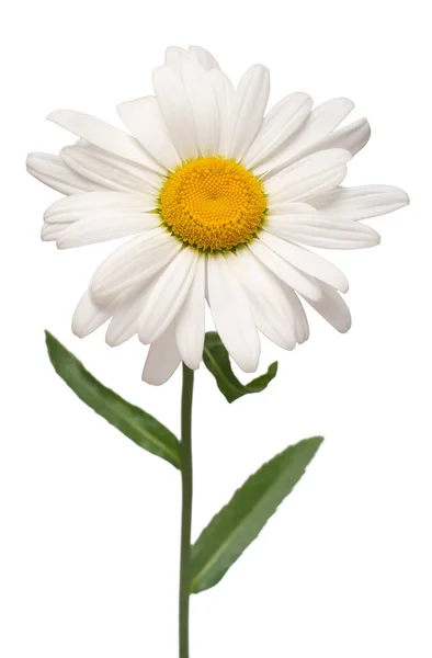 Une fleur de marguerite blanche isolée sur fond blanc. Pose à plat, t — Photo