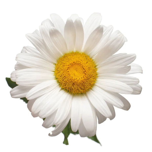 Uma flor de margarida branca isolada no fundo branco. Deitado plano, t — Fotografia de Stock