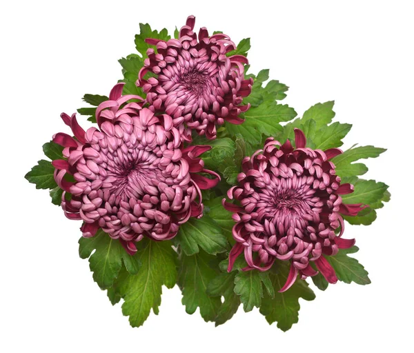 Chrysanthemum macro purple flower in pot isolated on white backg — Stock Photo, Image