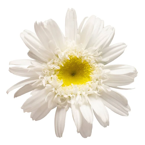 Una flor de margarita blanca aislada sobre fondo blanco. Puesta plana, t — Foto de Stock