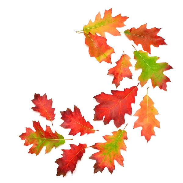 Coleção de folhas de outono de carvalho caindo isolado no backgr branco — Fotografia de Stock
