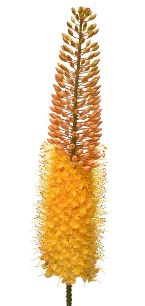 Yellow eremurus flower isolated on white background. Flat lay, t — Stock Photo, Image