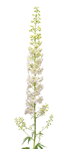 하얀 배경에 따로 떨어져 있는 아름다운 흰델 포니 움 꽃. — 스톡 사진