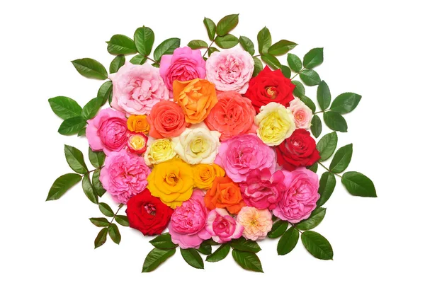 Coleção rosas flores multicoloridas com folha arranjo isol — Fotografia de Stock