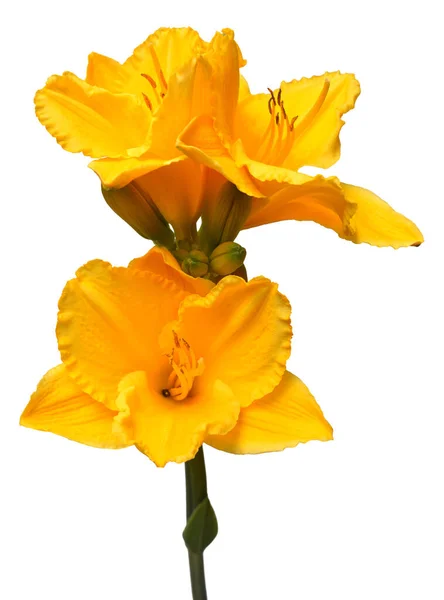 Flores de buquê dia amarelo lírio bonito delicado isolado em w — Fotografia de Stock