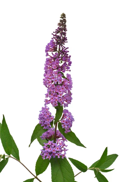 白い背景に紫色のブドウの花を孤立させます。フラットレイ、 T — ストック写真