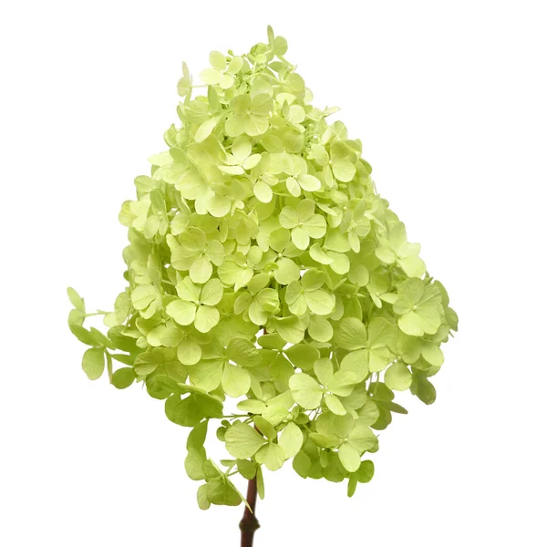 Hydrangea paniculata isolé sur fond blanc. Beauté verte — Photo