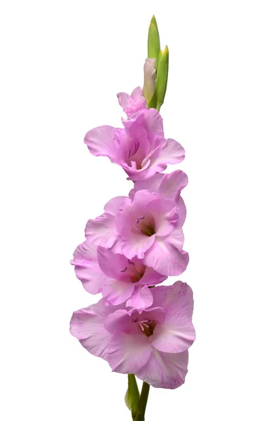Branch of a gladiolus purple flower isolated on white background — Stock Photo, Image