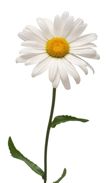 O floare albă de margaretă izolată pe fundal alb. Plat lay, t — Fotografie, imagine de stoc
