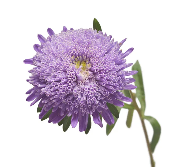 Violet λουλούδι aster απομονώνονται σε λευκό φόντο. Μακρό, μαργαρίτα. — Φωτογραφία Αρχείου