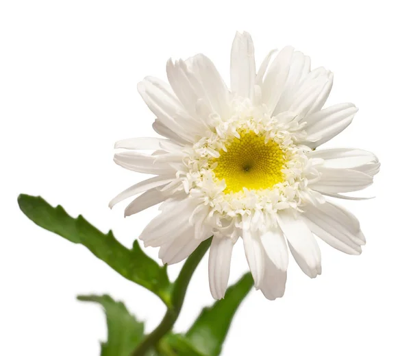 One white daisy flower isolated on white background. Flat lay, t — Stock Photo, Image