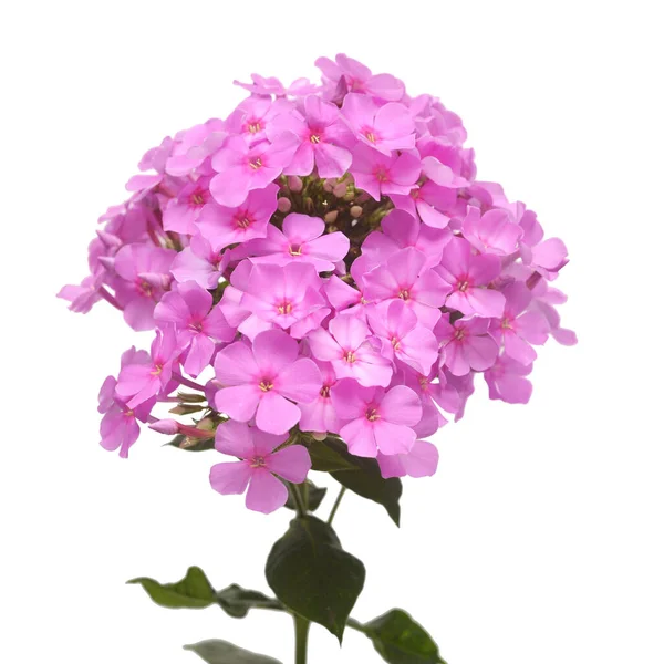 Mooie tak van phlox bloemen met bladeren geïsoleerd op witte b — Stockfoto