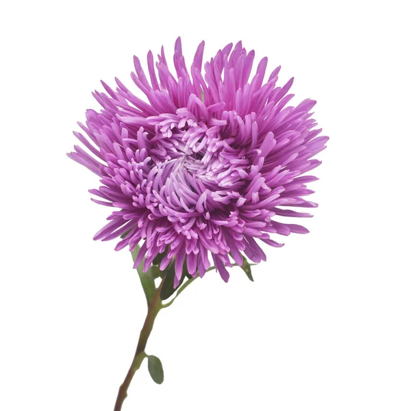 Pink flower aster isolated on white background. Macro, daisy. Fl — Stock Photo, Image