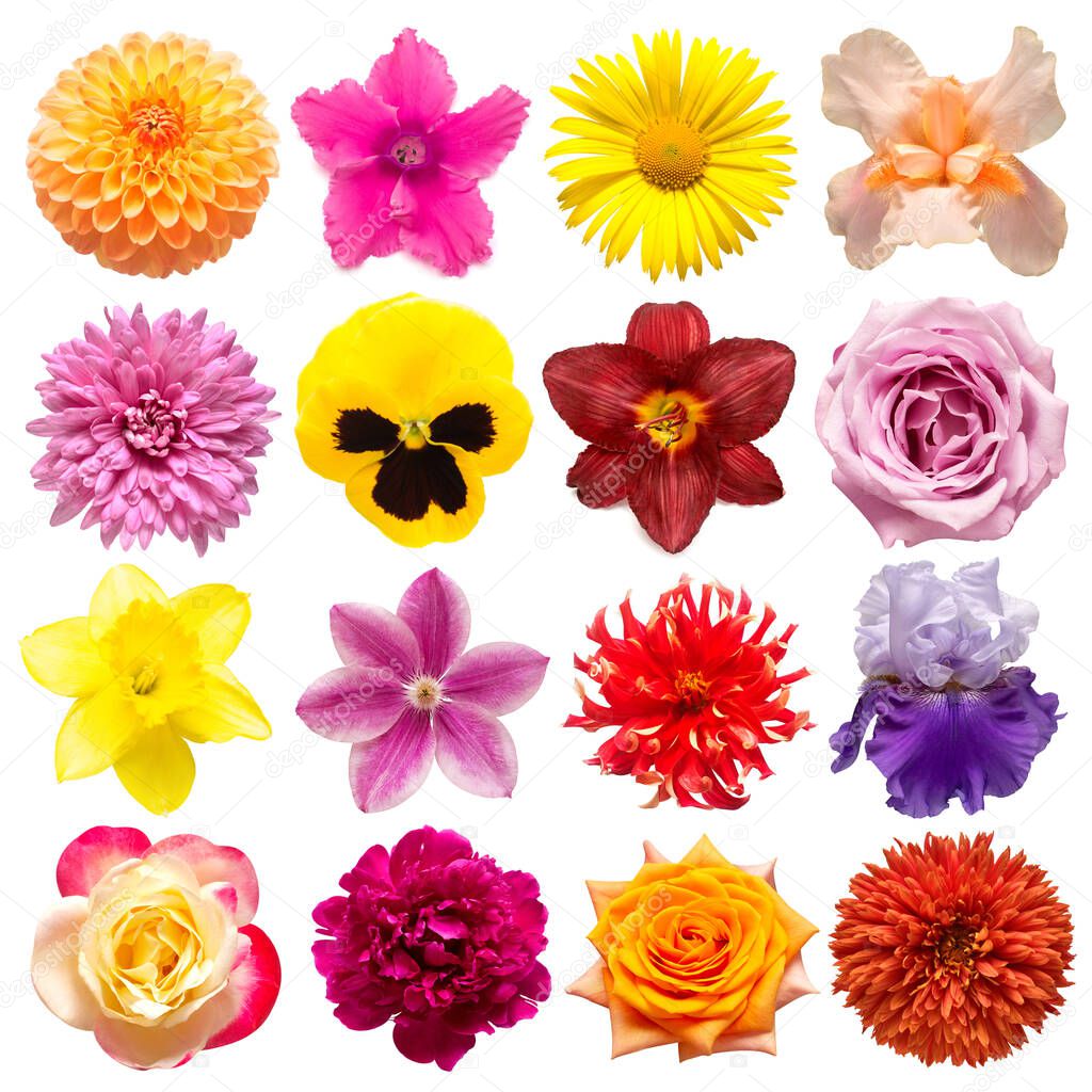 Collection flowers rose, iris, lily, gerbera, dahlia, cyclamen, 