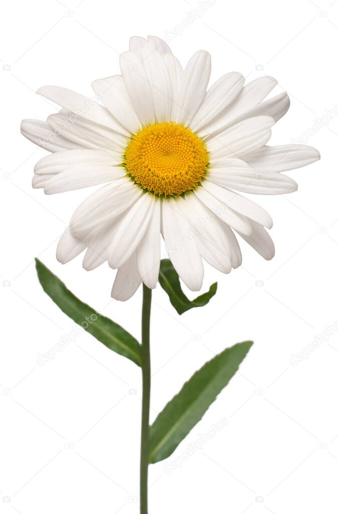 One white daisy flower isolated on white background. Flat lay, t