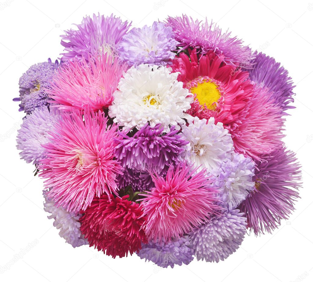 Bouquet multicolored flower aster isolated on white background. 