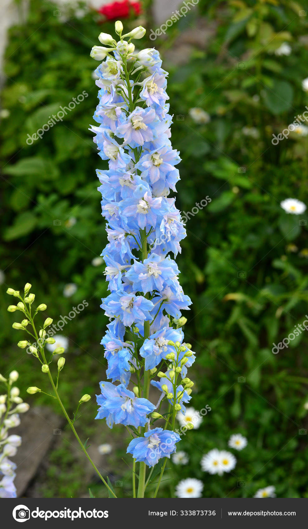 庭の美しい青いデルフィニウムの花 ストック写真 C Flowerstudio