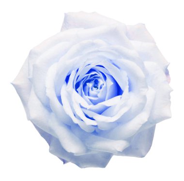 Açık mavi çiçek beyaz arka planda izole bir şekilde yükseldi. Makro, fl!