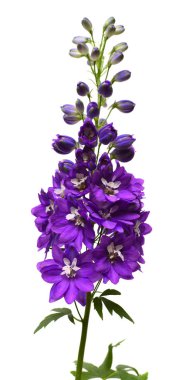 Güzel koyu menekşe dezenyum çiçeği beyaz sırt dekoltesinde izole edilmiş.