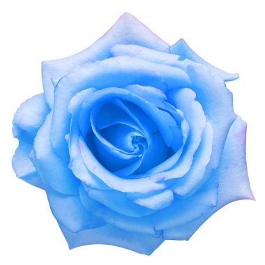 Açık mavi çiçek beyaz arka planda izole bir şekilde yükseldi. Makro, fl!