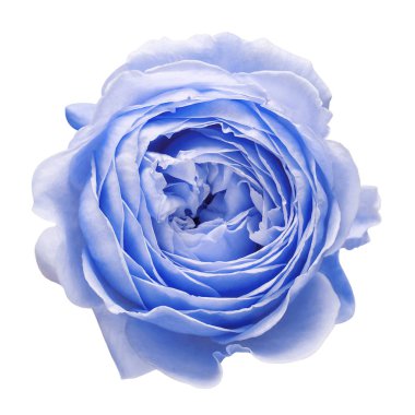 Açık mavi çiçek beyaz arka planda izole bir şekilde yükseldi. Makro, fl!