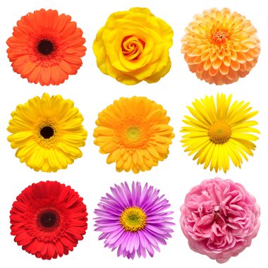 Güzel paskalya çiçekleri, gül, papatya, gerbera