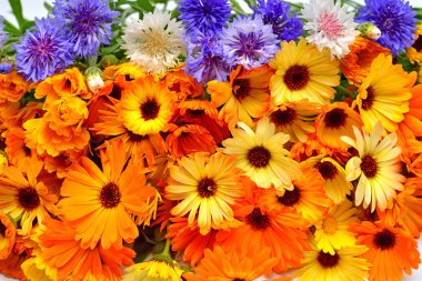 Güzel çiçek demetleri Calendula, Koreopsis ve mısır çiçeği