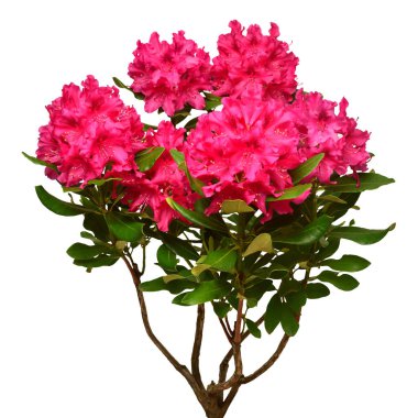 Beyaz arka planda izole edilmiş rhododendron çalısının pembe çiçeği. F