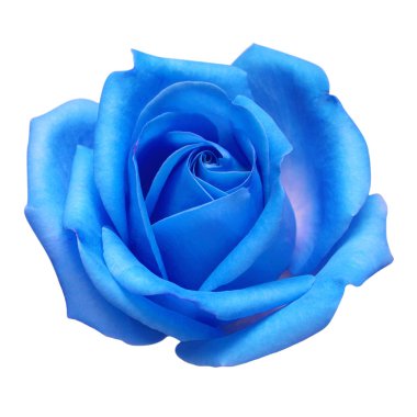 Açık mavi çiçek beyaz arka planda izole bir şekilde yükseldi. Makro, fl!