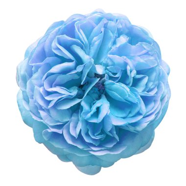 Açık mavi çiçek beyaz arka planda izole bir şekilde yükseldi. Makro, fl!