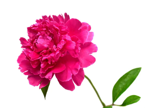 Fiore di peonia rosa isolato su sfondo bianco. Modello floreale , — Foto Stock