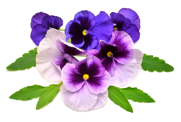 パンジーの紫色の花の美しい花束。枝、葉 w — ストック写真