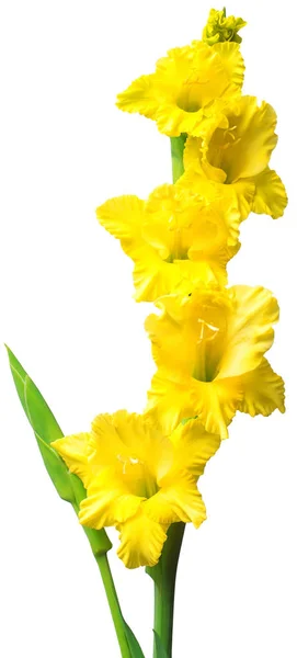 Tak van een bloem van de gladiolen geel geïsoleerd op witte achtergrond — Stockfoto