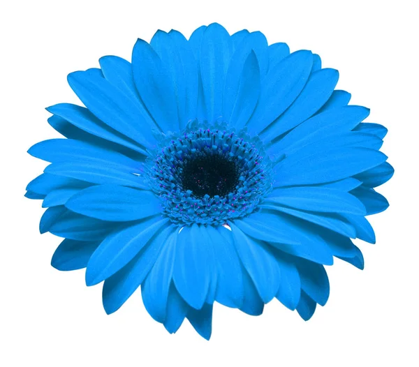 Flor de gerbera azul isolada sobre fundo branco. Flat lay, topo — Fotografia de Stock
