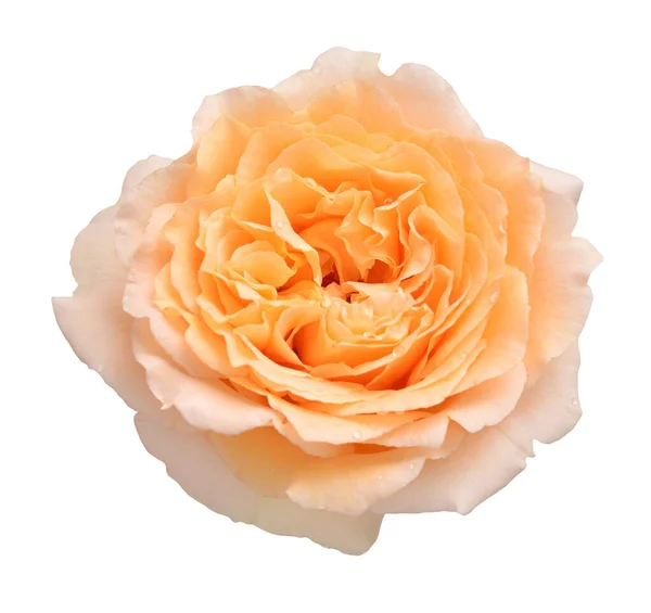 Цветок апельсиновой розы на белом фоне. Свадьба — стоковое фото