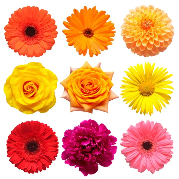 Bloemen hoofd collectie van mooie madeliefje, roos, calendula, ger — Stockfoto