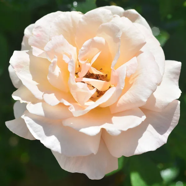 Laranja rosa flor no jardim — Fotografia de Stock