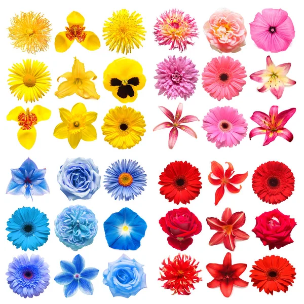 Duży zbiór różnych kwiatów głowy żółty, różowy, niebieski i re — Zdjęcie stockowe