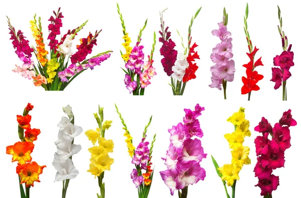 Beyaz arka planda izole edilmiş gladiolus çiçekleri koleksiyonu. Merhaba. — Stok fotoğraf