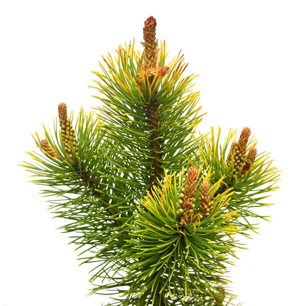 Pine branch yellow-green isolated on white background. Christmas — Stock Photo, Image