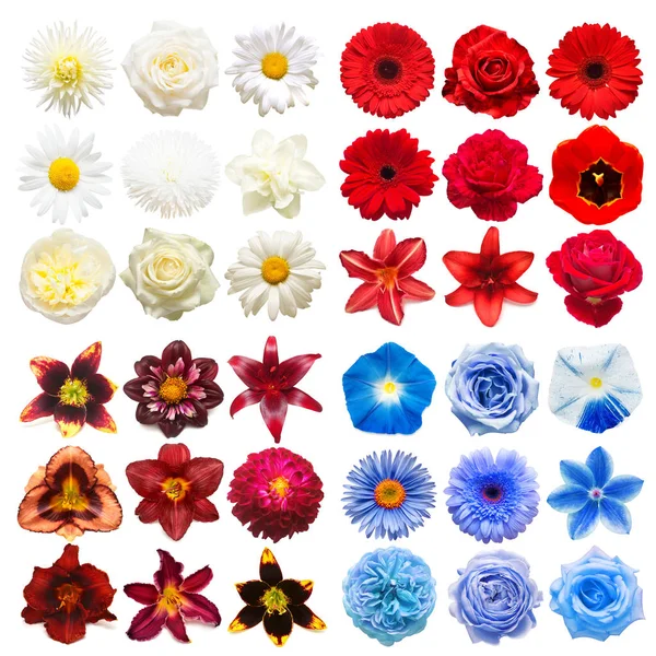 คอลเลกชันใหญ่ของดอกไม้หัวต่างๆ สีม่วง, สีขาว, สีฟ้าและ r — ภาพถ่ายสต็อก