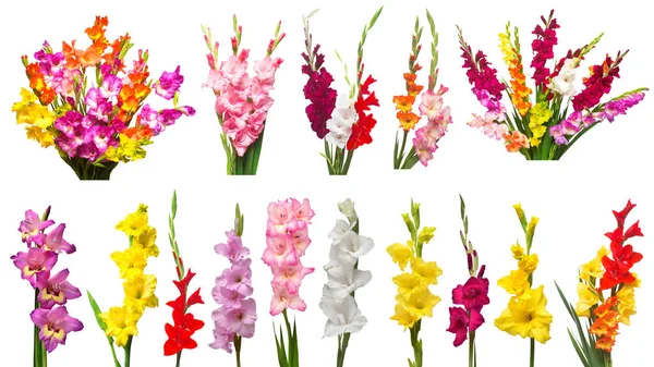 Collection gladiolus fleurs isolées sur fond blanc. Bonjour. — Photo
