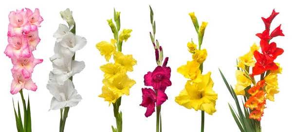 Colección gladiolus flores aisladas sobre fondo blanco. Yello. — Foto de Stock