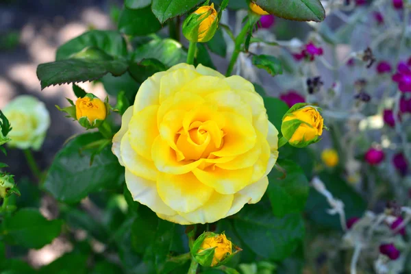 Amarelo rosa flor com botões no jardim — Fotografia de Stock